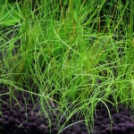 植栽から23日目　ヘアーグラスショート